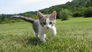kitten-