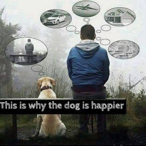 why-dogs-are-happier